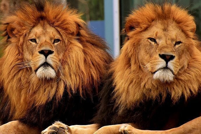 Leones safari japonés
